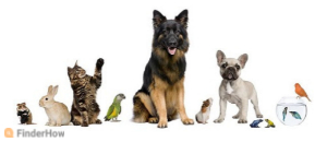 pet care